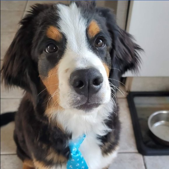 Meet your Posher, James - Picture 1 of 1